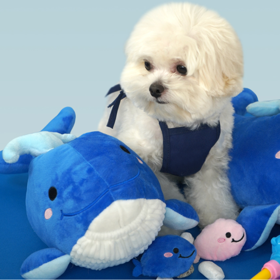 Petbeo Water-Spouting Giant Whale Nosework Toy
